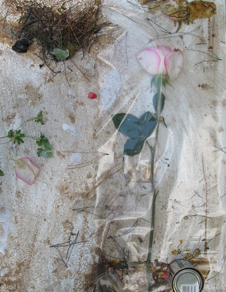 Photograph Of Collage on Canvas White Pink Rose, 2008